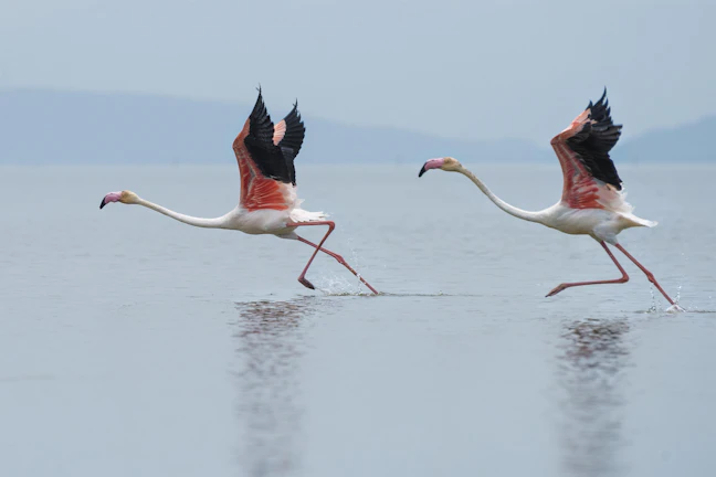 4-Day Luxury Nakuru Itinerary | Premium Kenya Travel Guide