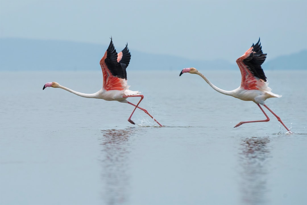  two white and pink flamingoes running on water flamingo