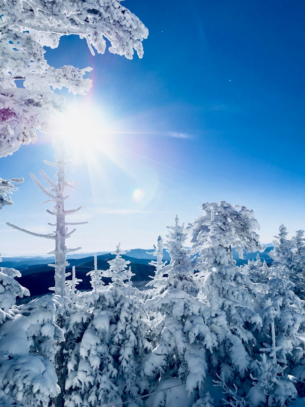 tundra trees under sun