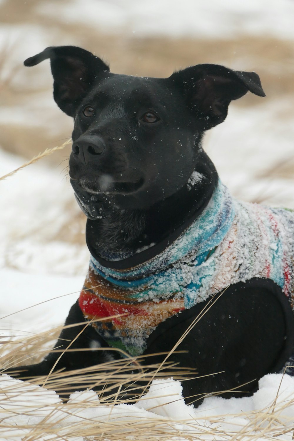 black dog lying on snowy grass