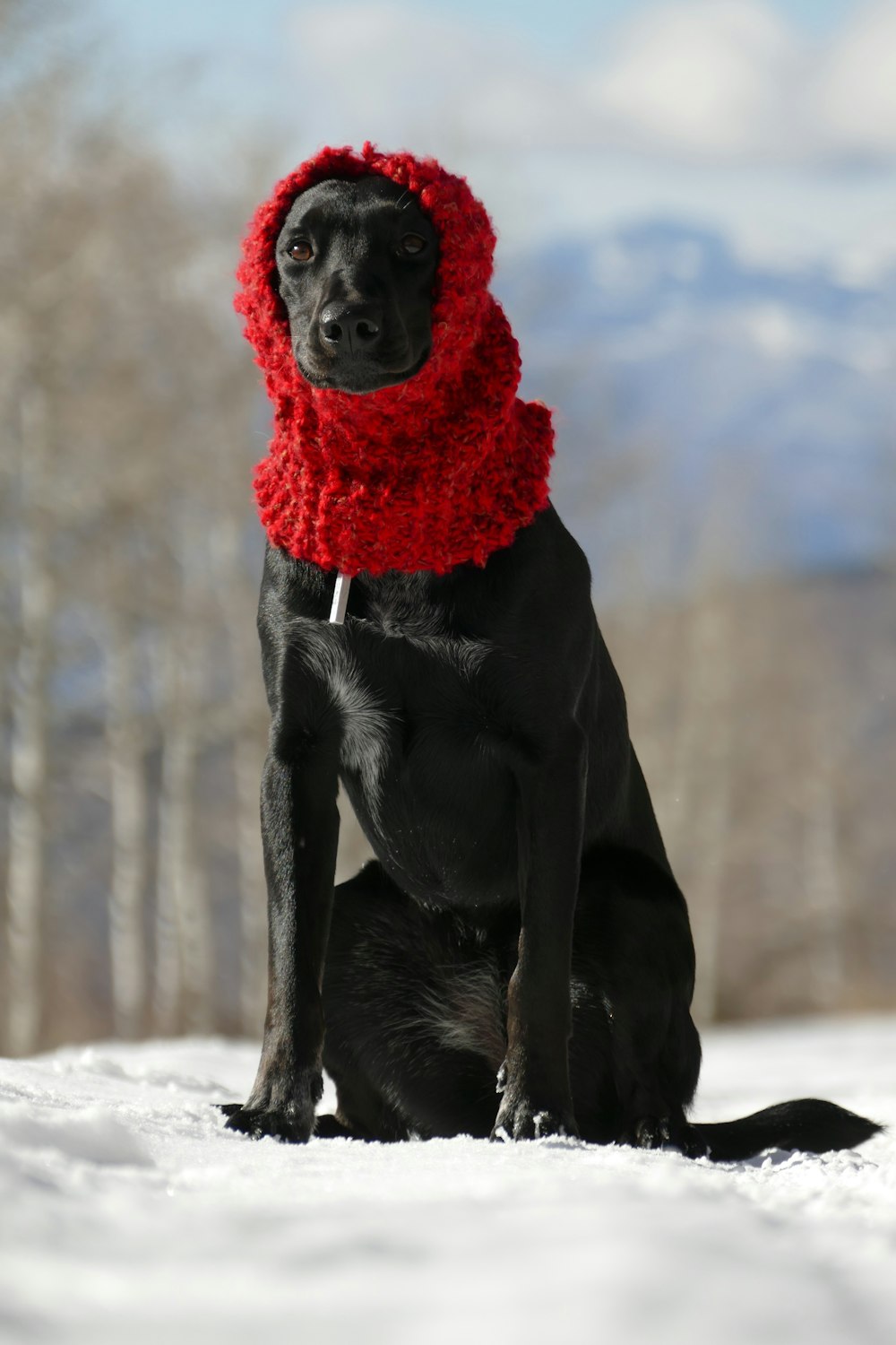 black dog sitting on snow wearing beanie