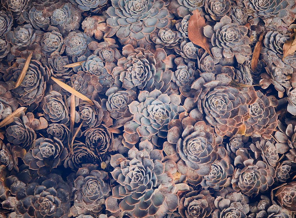 ベージュとグリーンの多肉植物の山