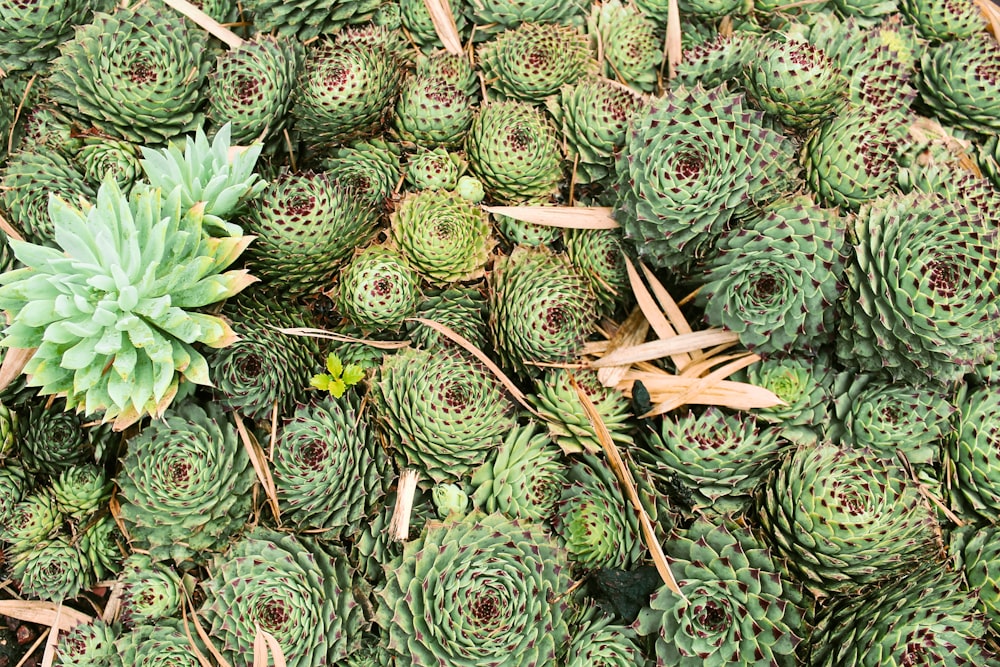 green pine cone lot