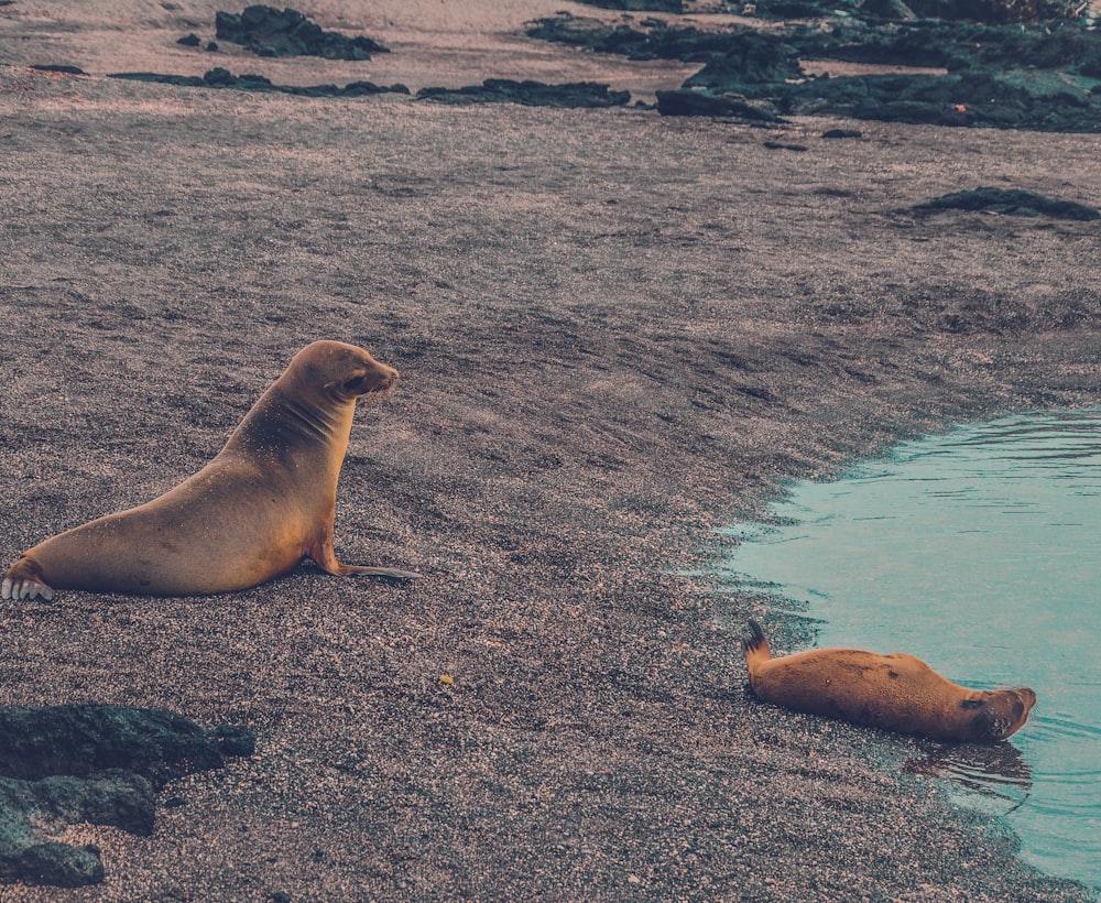 two brown sea lion near body of water at daytime