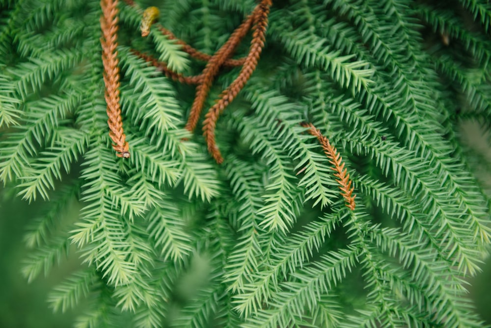 Fotografía macro de planta de hojas verdes