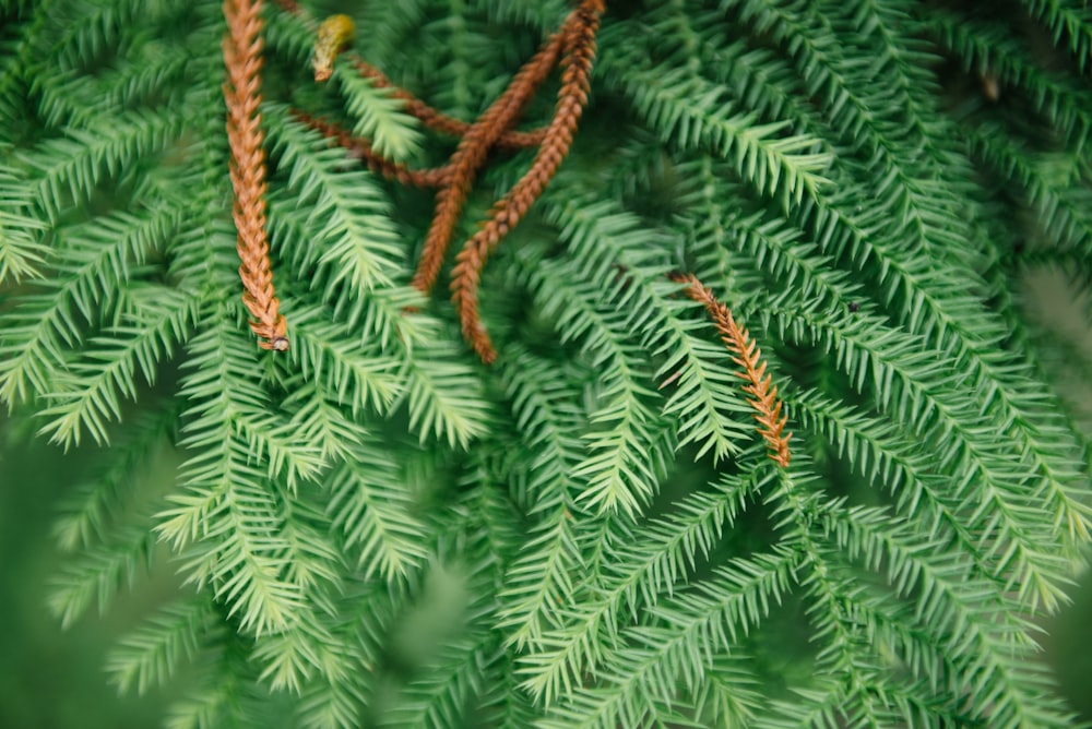 fotografia macro fotografada de planta de folhas verdes