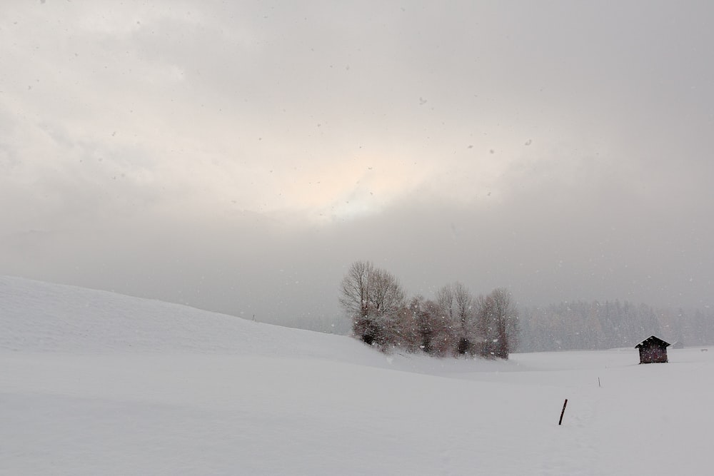 wooden cabin near withered trees on pile of snow