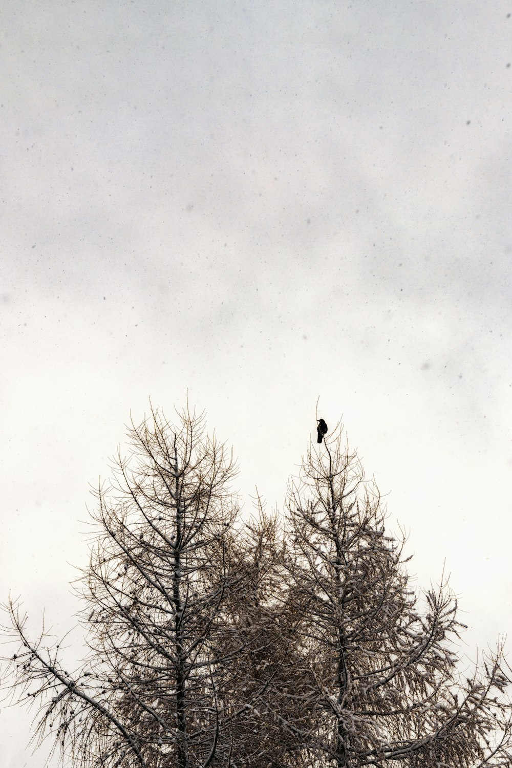 black bird on bare tree