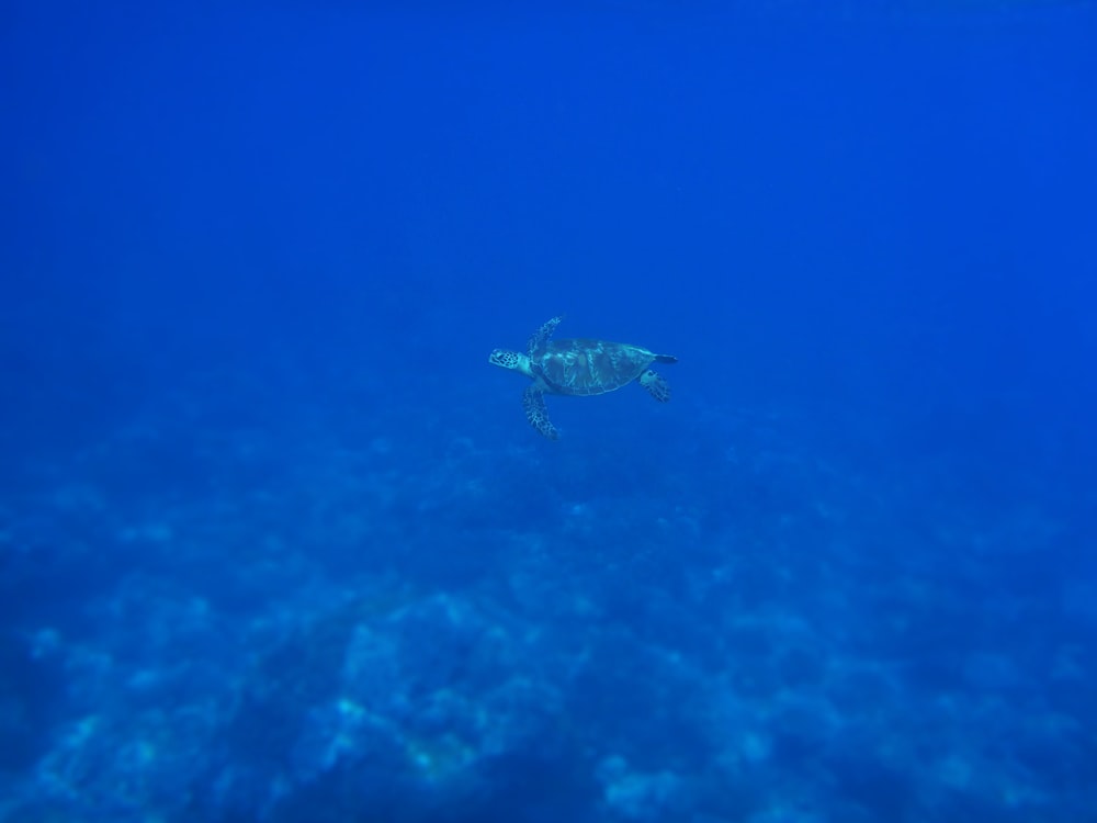 tortuga marina verde nadando bajo el agua