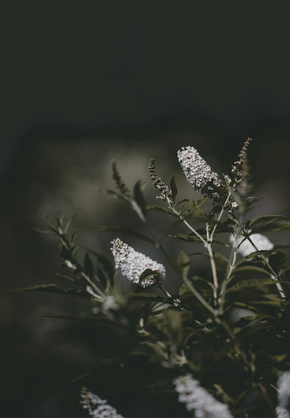 flores brancas na fotografia da lente de foco raso