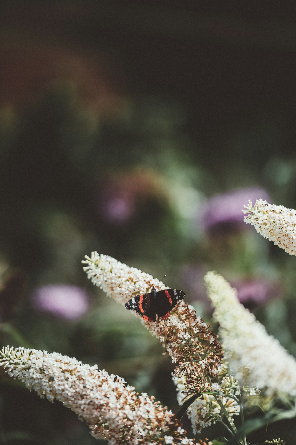 selective focus photo of red and black spotted butterfly perching on white petaled flower