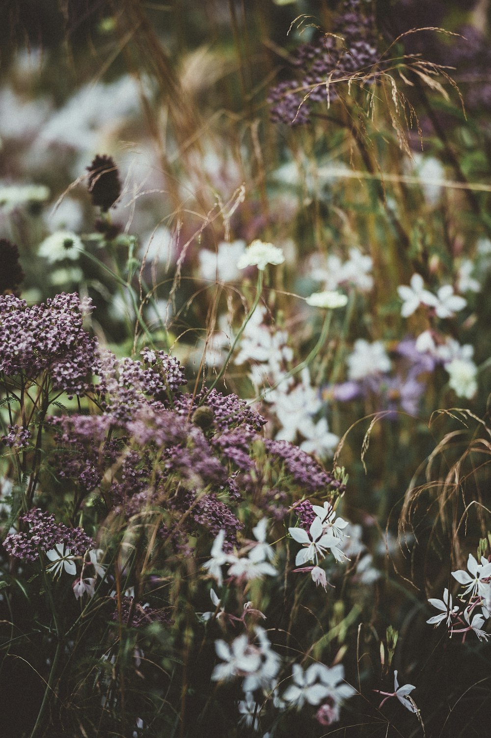 white and pink petaled flower field