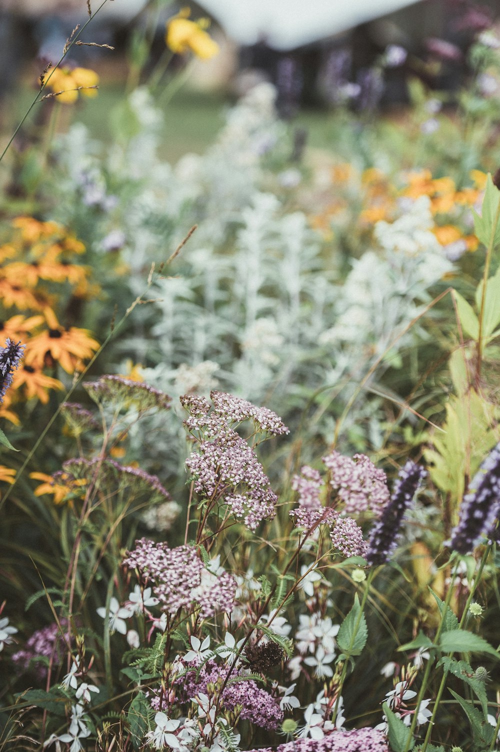 a bunch of flowers that are in the grass