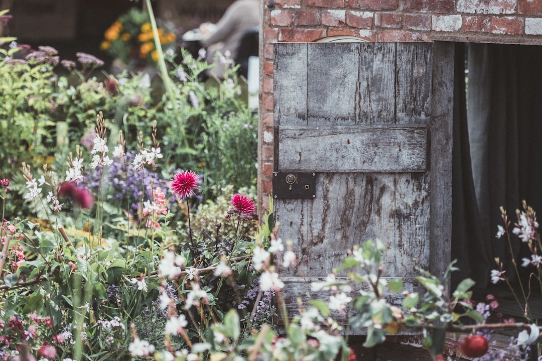 red petaled flowers beside grey wooden door, Country Cottage Garden