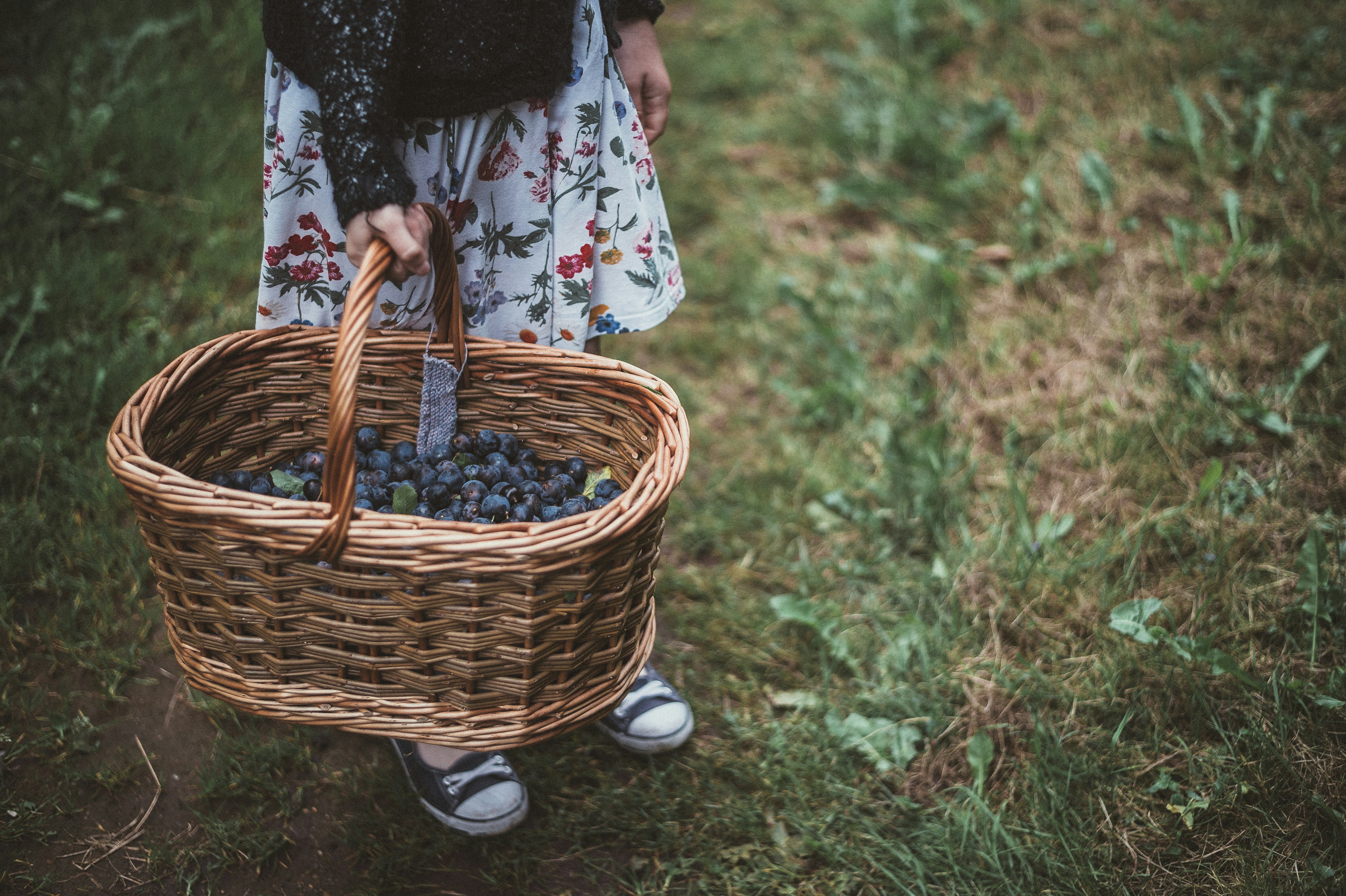 Child holding basket of damsons