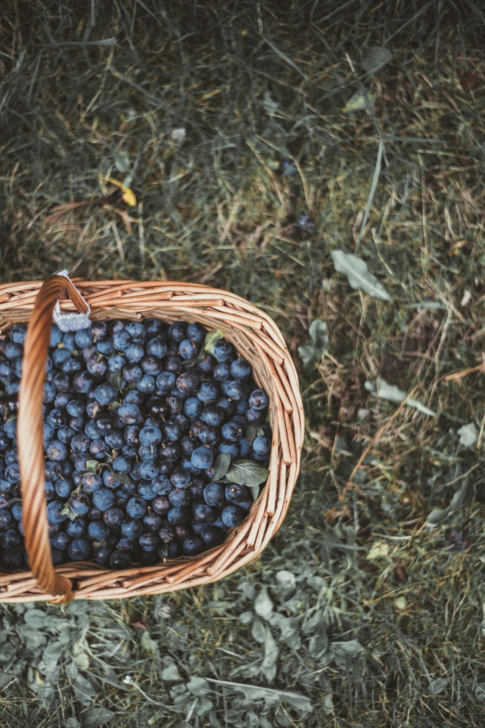 blueberries on basket