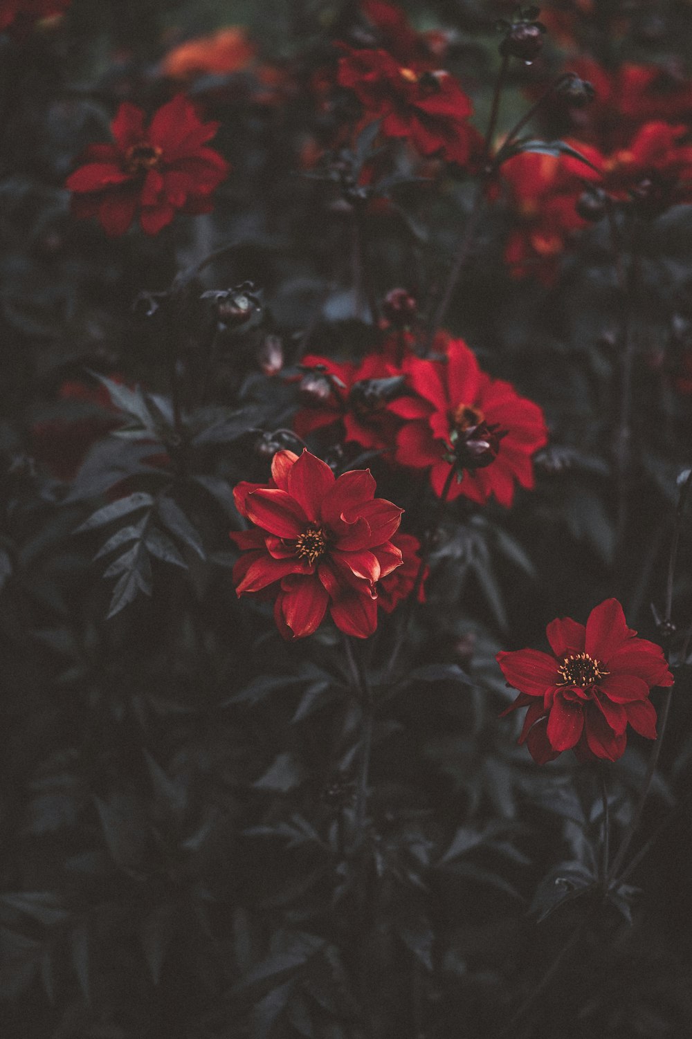 macro shot photography of red rose