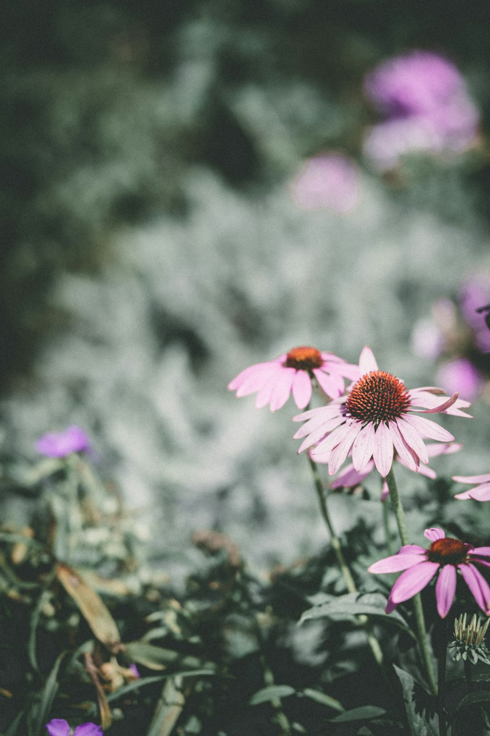 selective focus photography pink petaled daisy flower