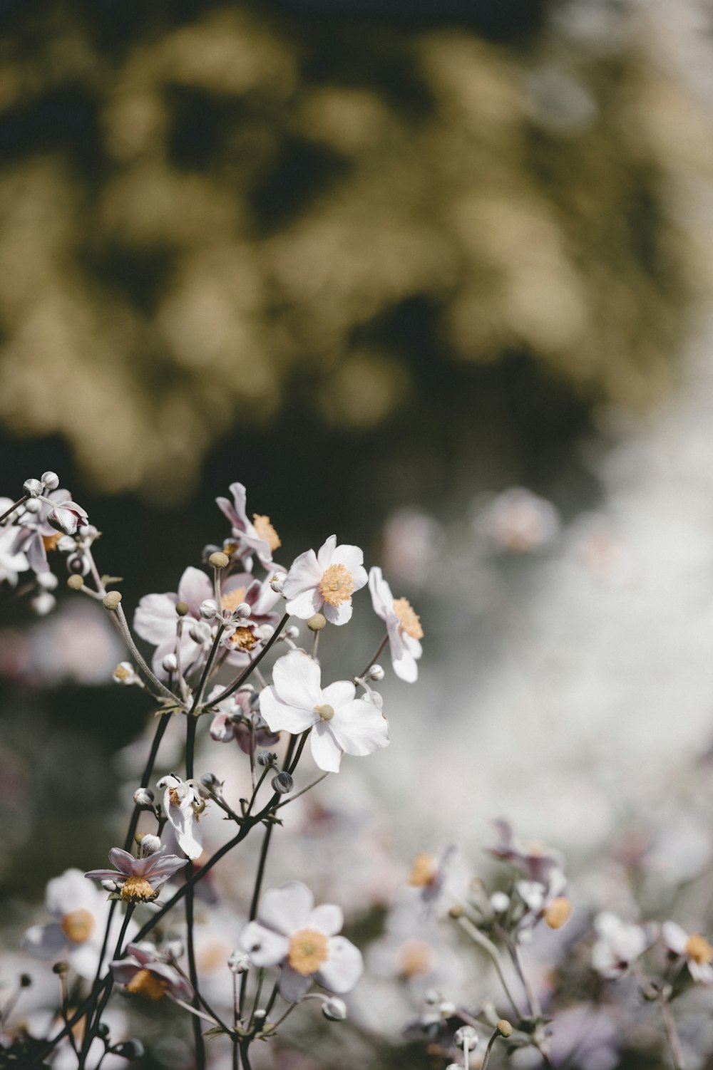 草の中にある花の束