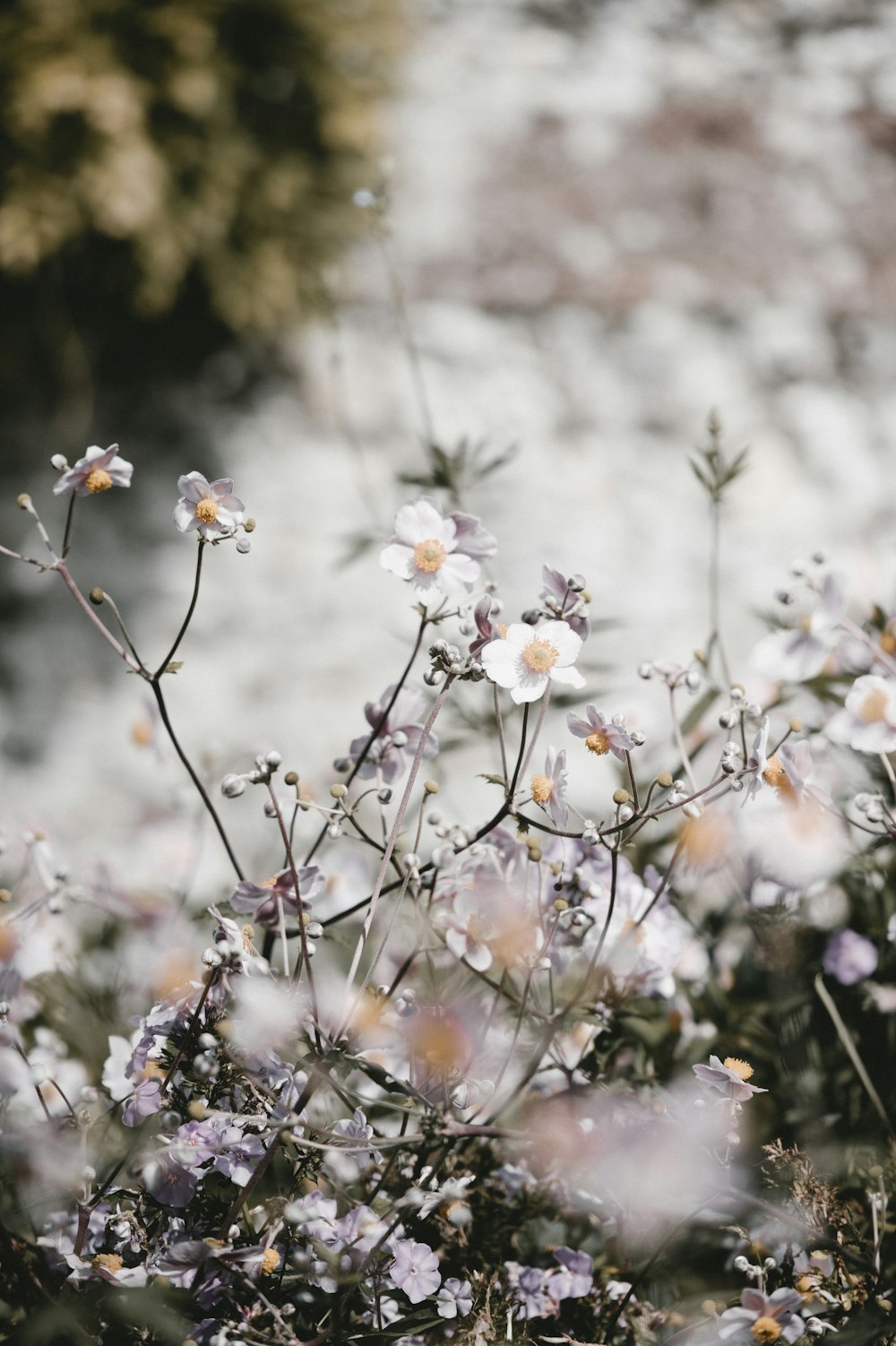 white petaled flower