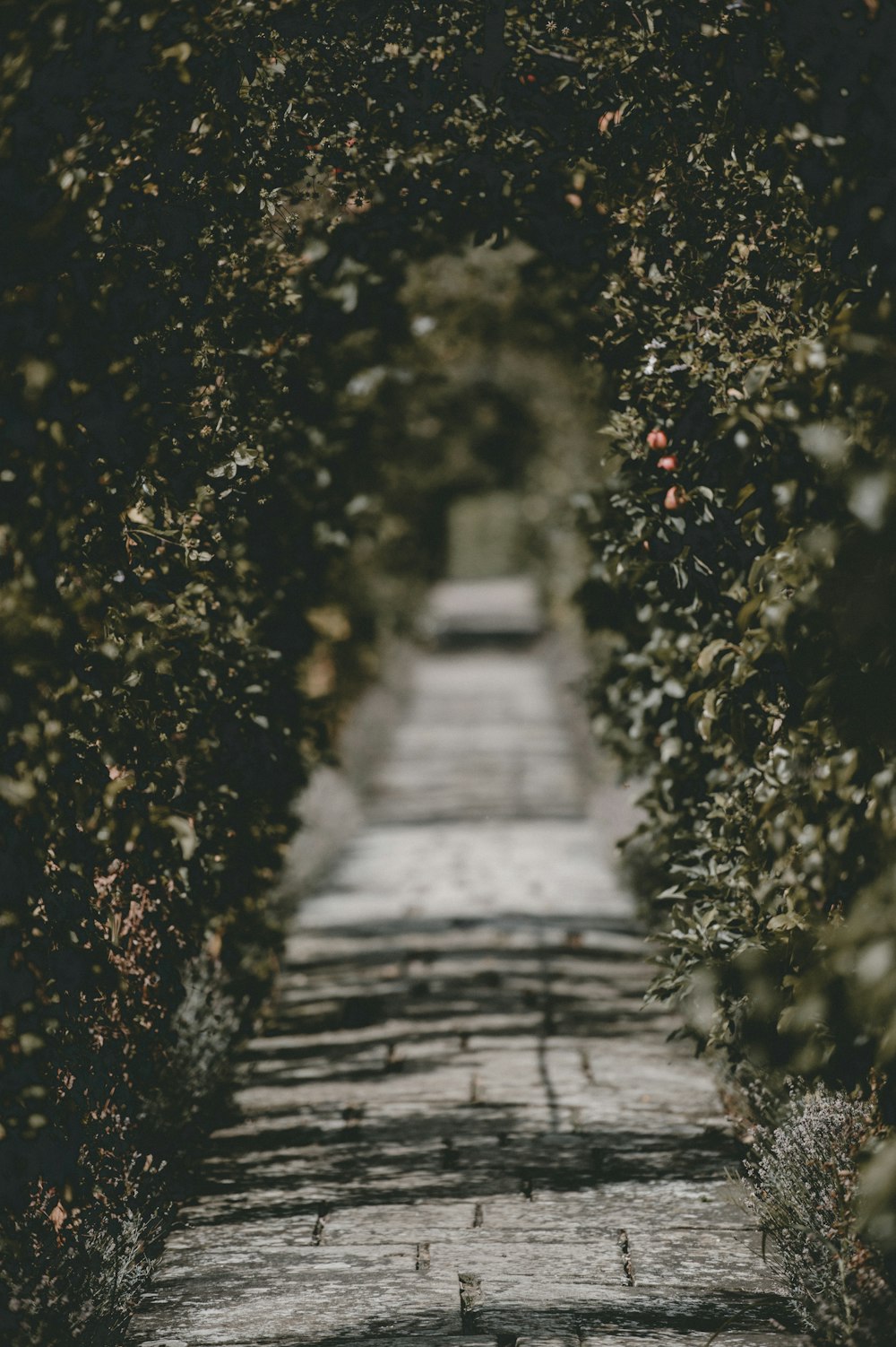 route grise entre buisson à feuilles vertes