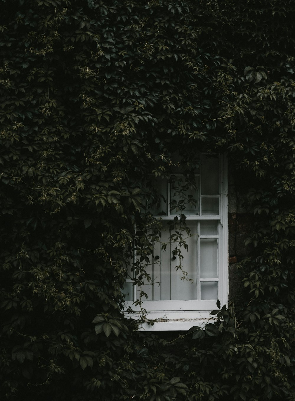 white wooden window surrounded by green vines