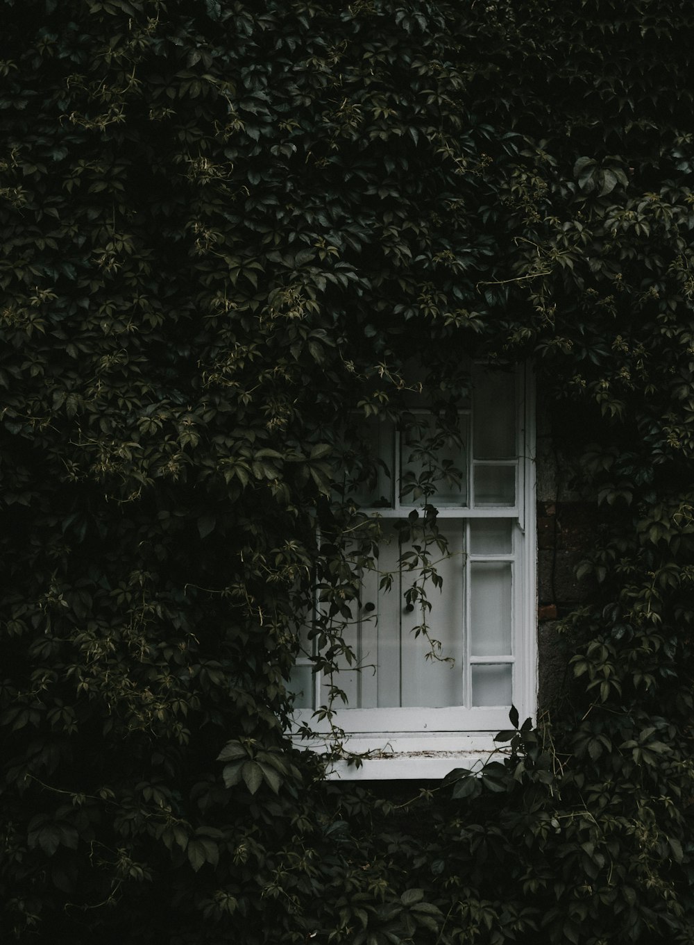 녹색 덩굴로 둘러싸인 흰색 나무 창문