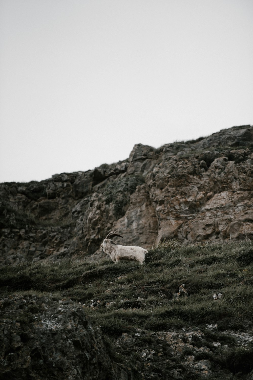 chèvre blanche sur herbe verte