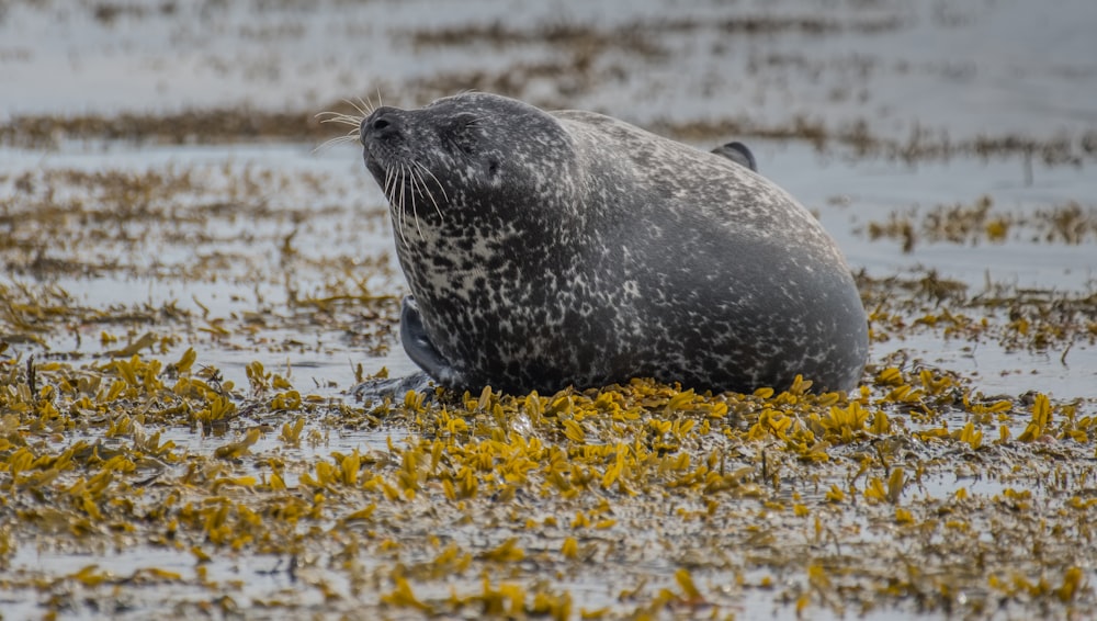 black seal on water