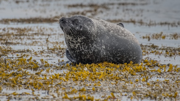 A seal rests on a bed of seaweed in a serene aquatic environment. The seal's body is speckled with fine patterns that contrast against the muted colors of the water and vegetation.
