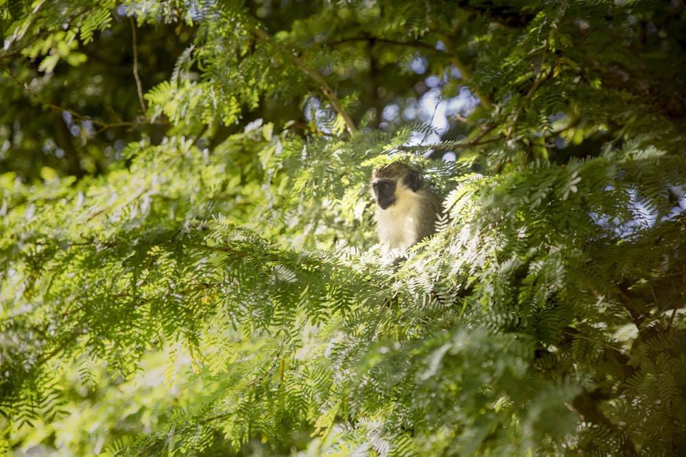 Macaco marrom na árvore durante o dia