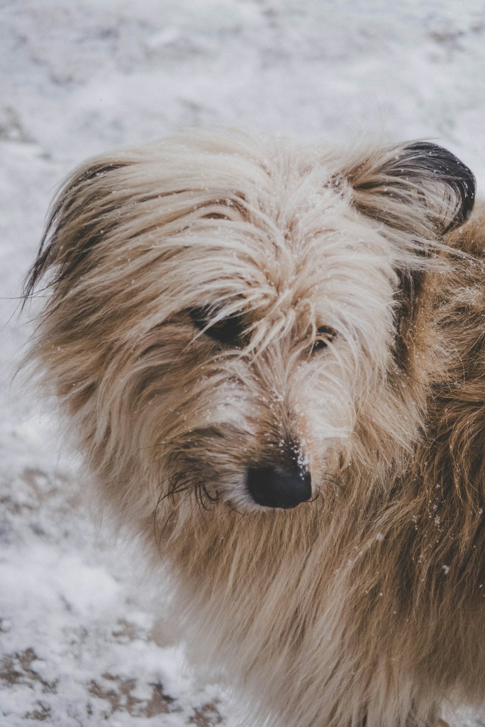 long-coated dog on snow