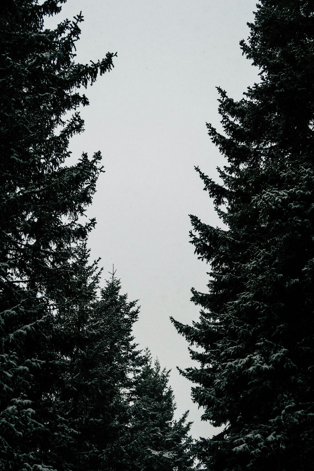 Fotografia de foco seletivo de duas árvores