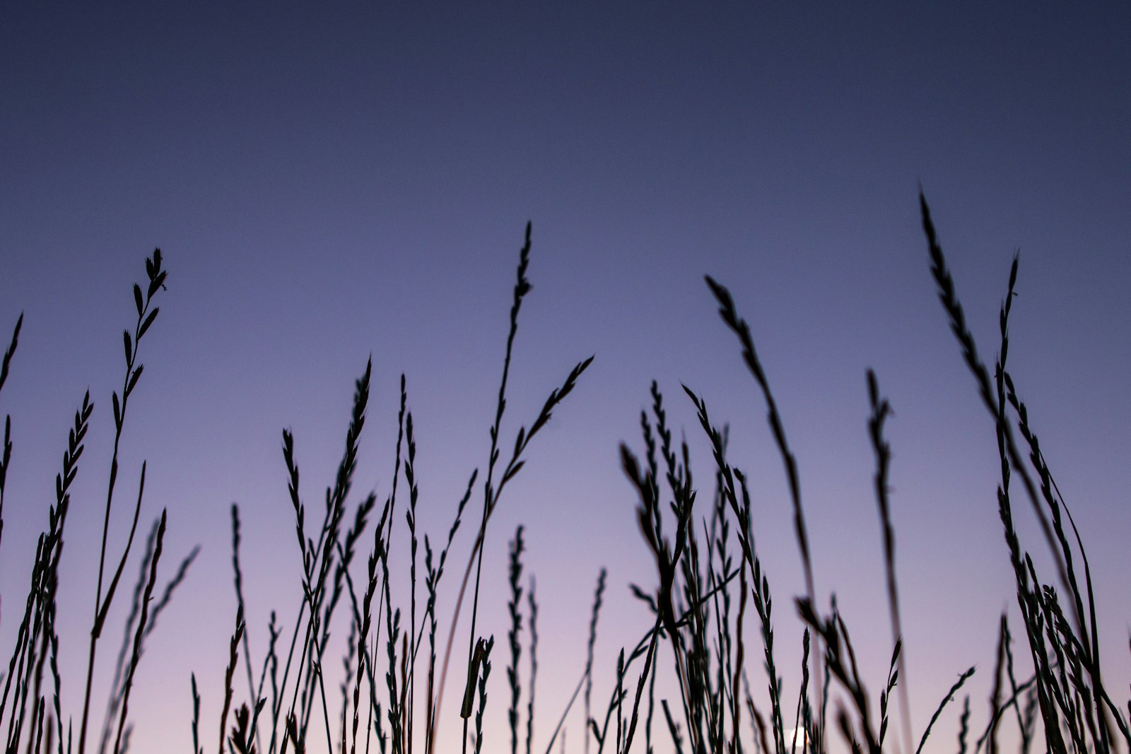 Canon EOS 70D + Canon EF 24-70mm F2.8L USM sample photo. Wheat field photography