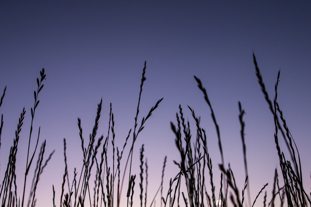 wheat field