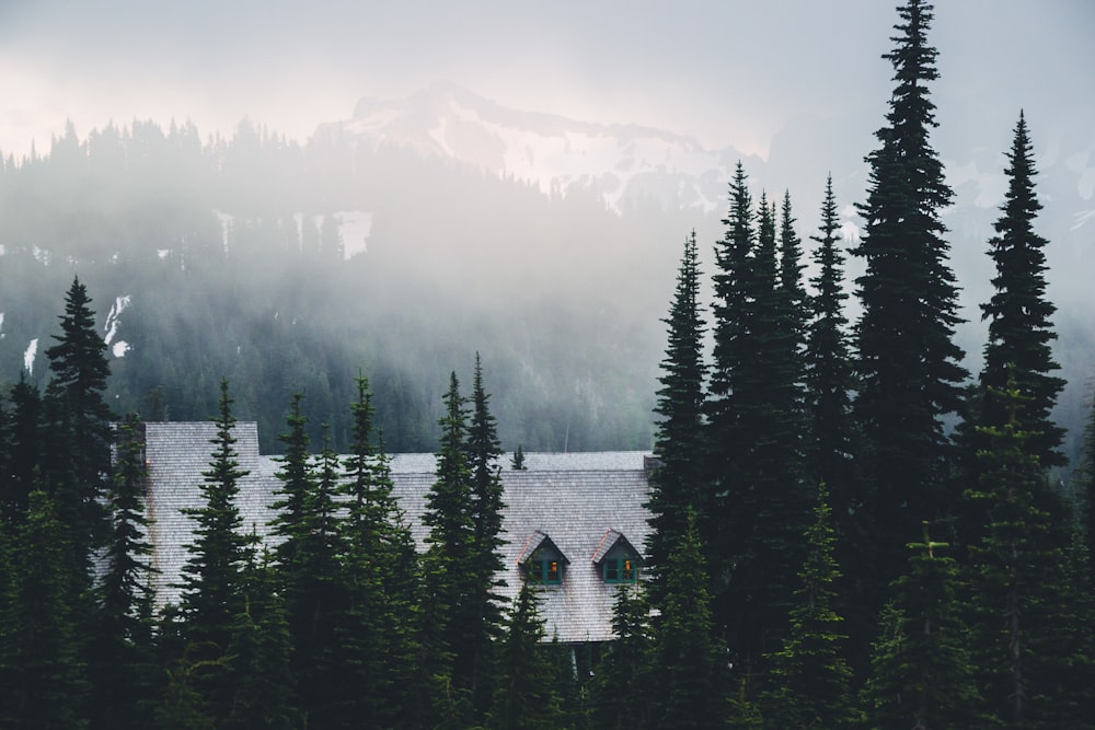 river surrounded by pine trees