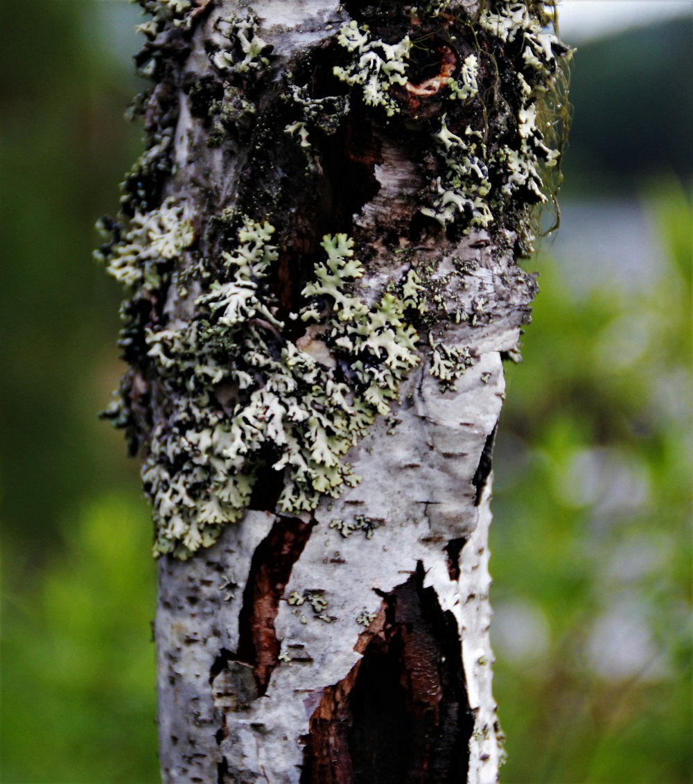 selective focus of tree bark at daytime