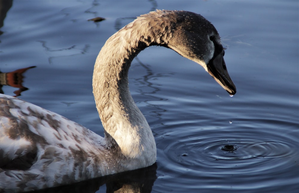 closeup photo of goose on body of water