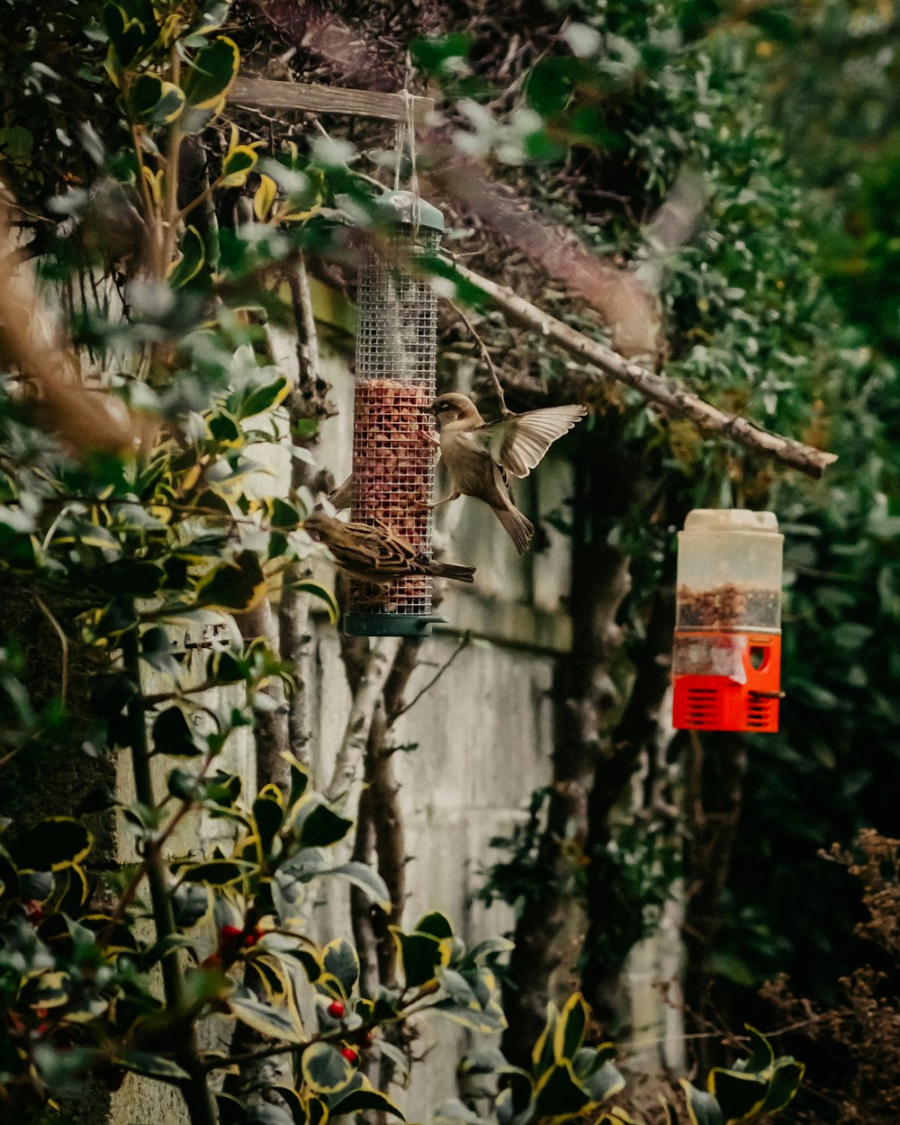 Oiseaux mangeant des aliments