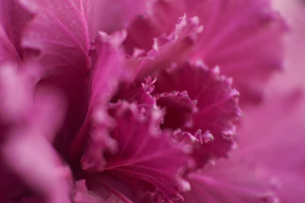 Rosa Blume in der Makrofotografie