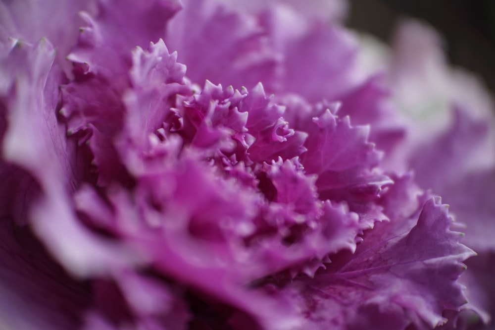 purplepetaled flower