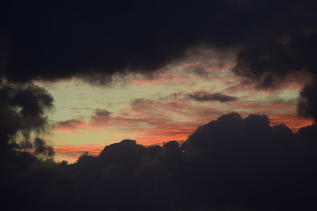 silhouette of trees during sunset