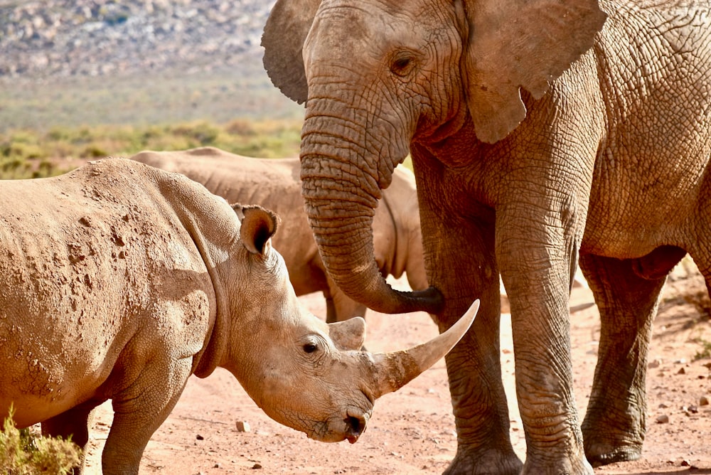 Elefante y rinoceronte en el desierto