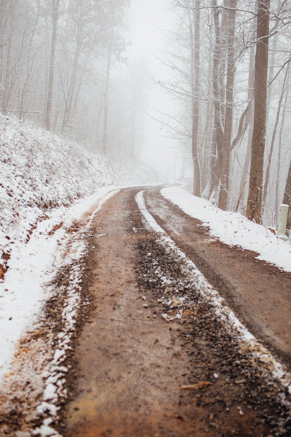 footpath between snow covered trees during daytime