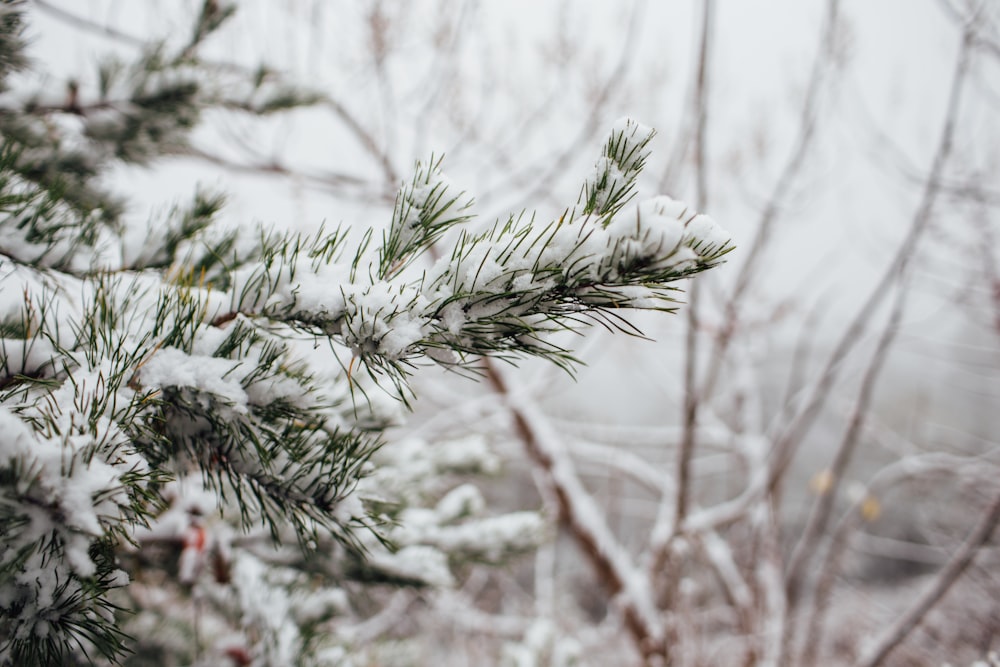 selective focus photography of tree