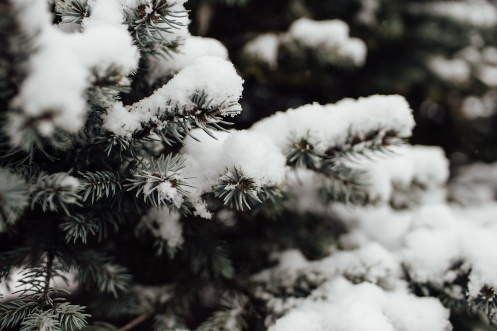 Schneebedeckter Baum in der Makrofotografie