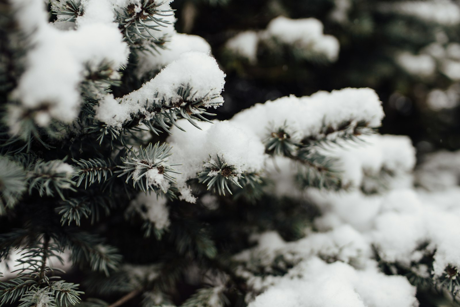 Canon EOS 6D + Canon EF 35mm F1.4L USM sample photo. Snow covered tree in photography