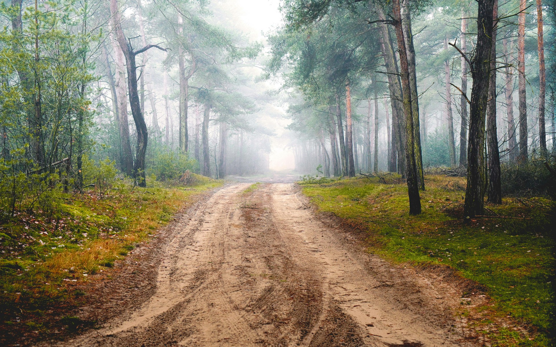 brown road between green leafed trees during daytime