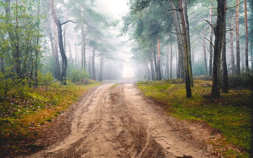 strada marrone tra alberi a foglia verde durante il giorno