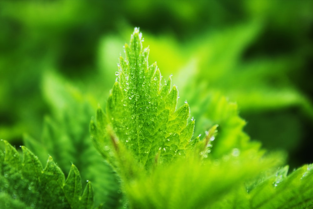 green leafed plant